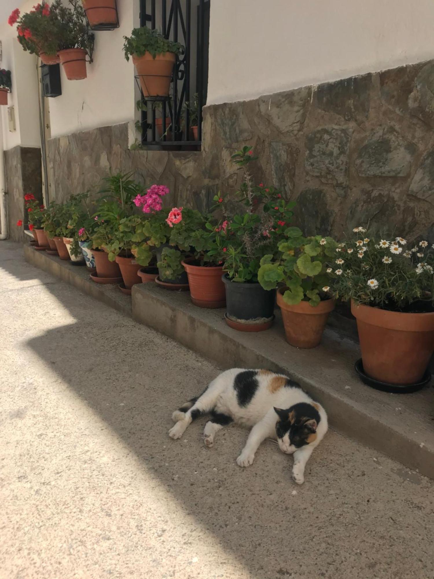 Casa Amigos Sorvilan- La Palmera Екстериор снимка